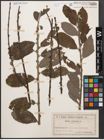 Foto von Salix cinerea L.